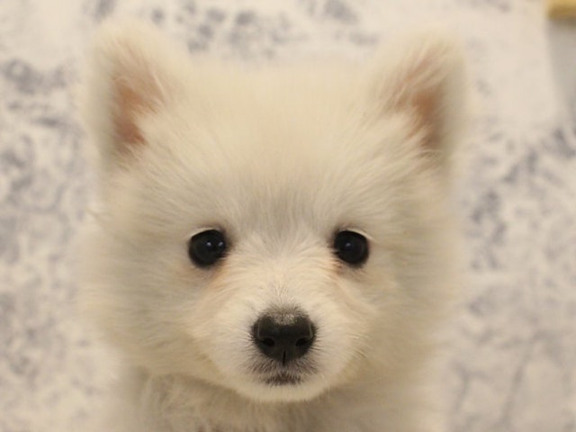 千葉県の日本スピッツ (ペッツワン幕張店/2024年2月13日生まれ/女の子/ホワイト)の子犬